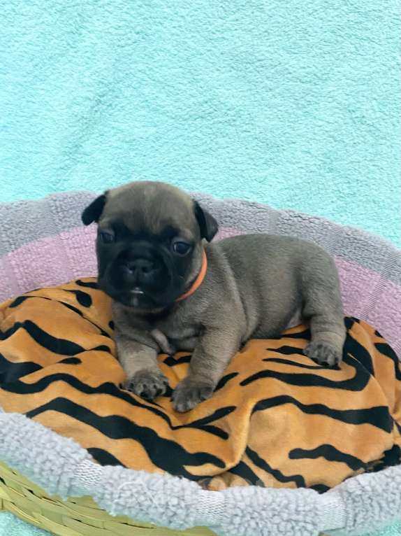 Собаки в Нижнем Новгороде: Щенки французского бульдога в продаже Девочка, 50 000 руб. - фото 5