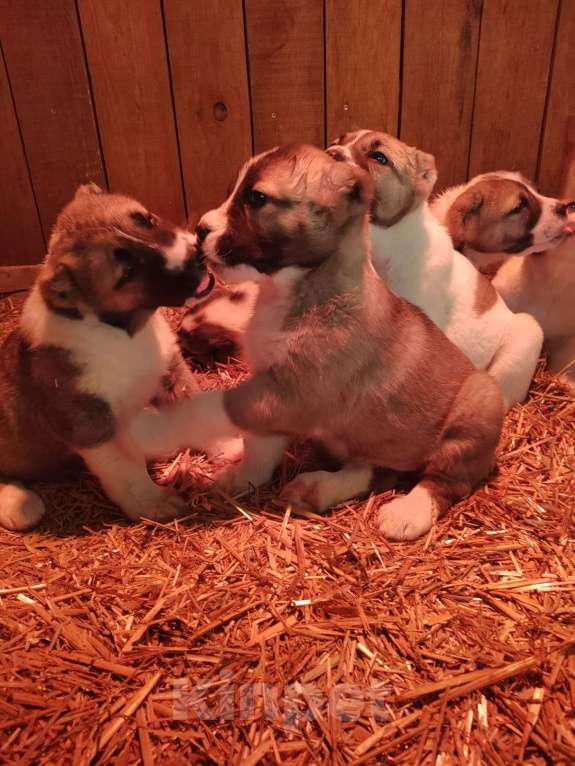 Собаки в других городах Тульской области: Щенки алабая  Девочка, 40 000 руб. - фото 8