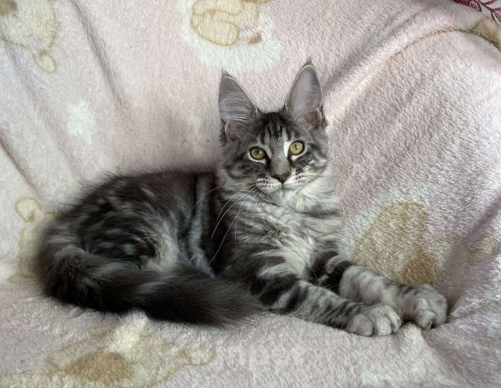 Кошки в Дмитрове: Черная серебристая мраморная девочка мейн кун Zaura Девочка, 20 000 руб. - фото 5