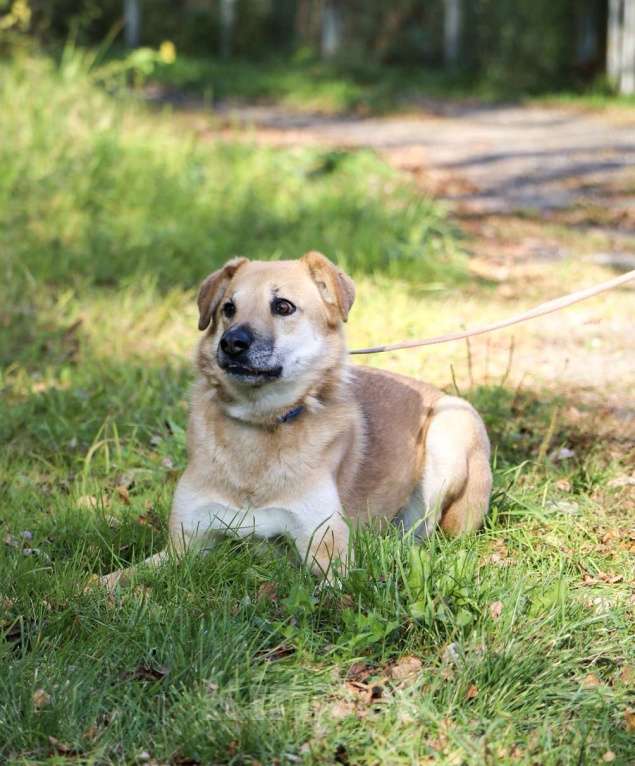 Собаки в Москве: Чудесная Барабулька ищет дом и любящую семью! Девочка, Бесплатно - фото 5