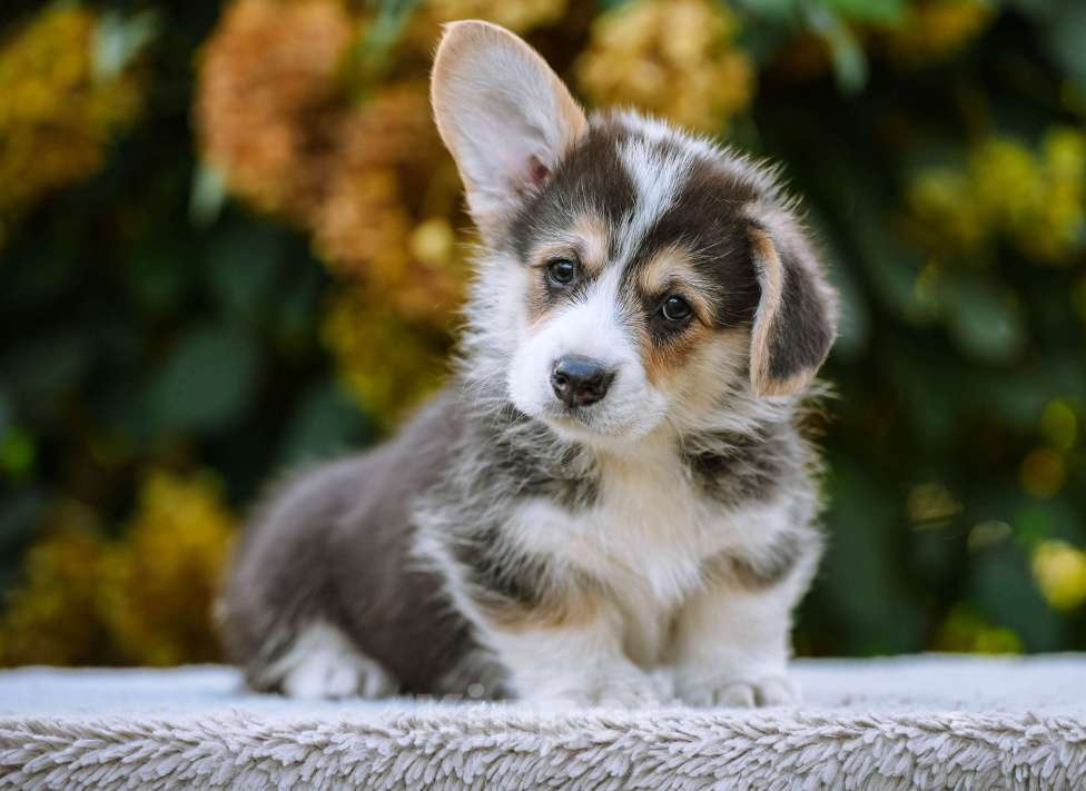 Собаки в Новосибирске: Вельш Корги Пемброк Джек Воробей Мальчик, 65 000 руб. - фото 5