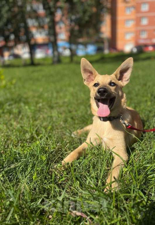 Собаки в Москве: Щенок мальчик Эмбер в добрые руки Мальчик, Бесплатно - фото 3