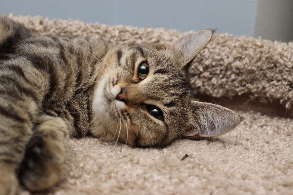 Кошки в Москве: Ласковая 6 мес кошечка Уля в поиске семьи! Девочка, Бесплатно - фото 4