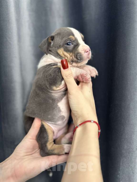Собаки в Краснодаре: Щенки амстаффа Мальчик, 20 000 руб. - фото 8