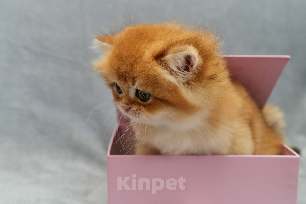 Кошки в Челябинске: Британский котенок Мальчик, Бесплатно - фото 2