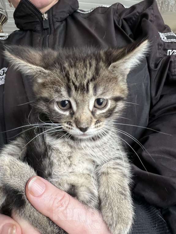 Кошки в Москве: КОГТЯТА Разнополые, 5 000 руб. - фото 2