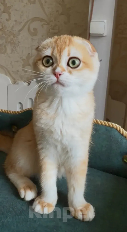 Кошки в Москве: Джинни Девочка, 50 000 руб. - фото 2