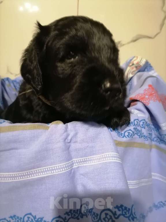 Собаки в Самаре: Русский Черный Терьер- это для души! Девочка, 50 000 руб. - фото 4