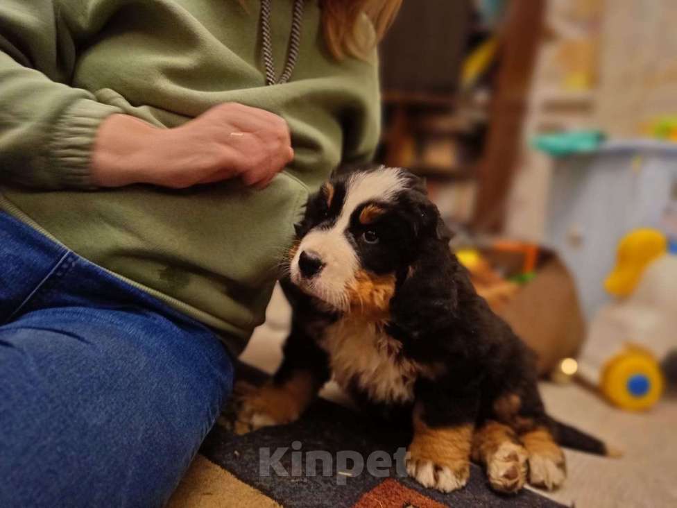 Собаки в Коломне: Дженнифер  Девочка, 60 000 руб. - фото 1