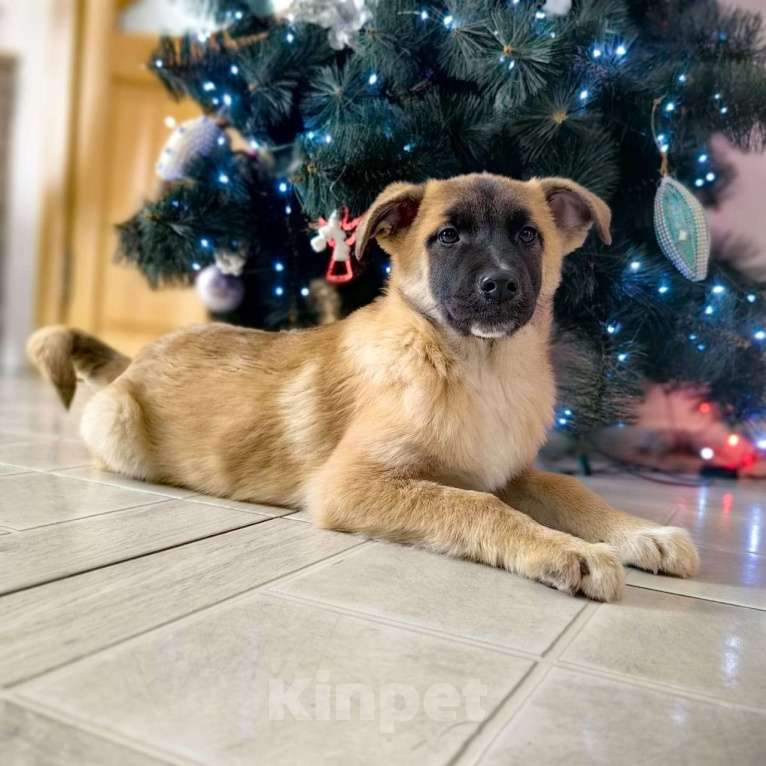 Собаки в Санкт-Петербурге: Щенки в добрые руки! Мальчик, Бесплатно - фото 2