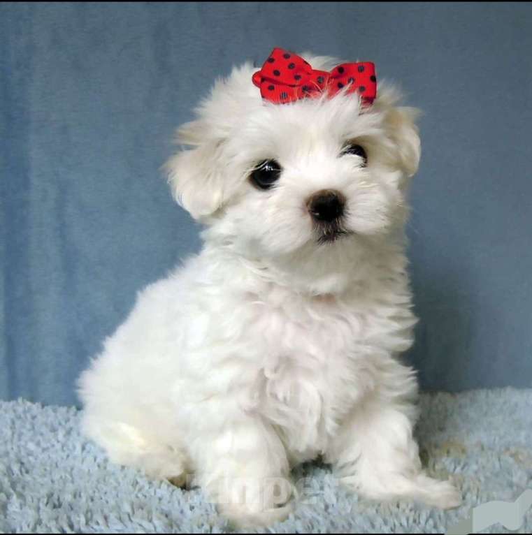 Собаки в Зеленограде: Мальтезе РКФ Девочка, 90 000 руб. - фото 3