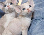 Кошки в Санкт-Петербурге: Девон рекс девочка Девочка, 60 000 руб. - фото 3