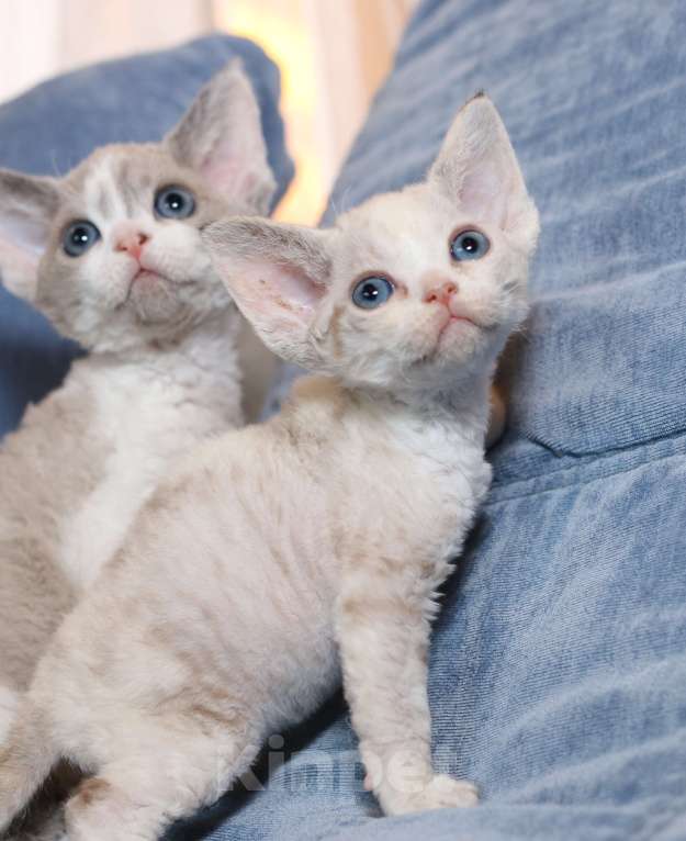 Кошки в Санкт-Петербурге: Девон рекс девочка Девочка, 60 000 руб. - фото 3