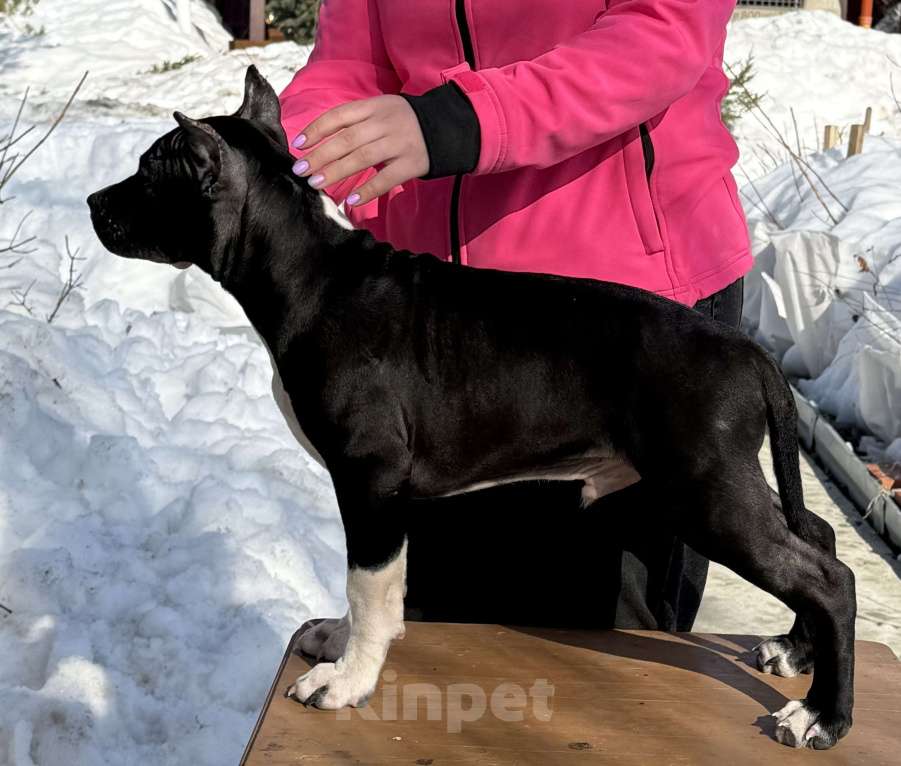 Собаки в Москве: Щенок американского стаффордширского терьера! Мальчик, 60 000 руб. - фото 4
