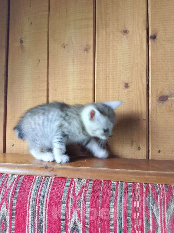 Кошки в Москве: Продам котенка порода курильский бобтейл  Мальчик, 4 000 руб. - фото 5