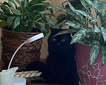 Кошки в Лукоянове: Вязка Экзот, 3 000 руб. - фото 8