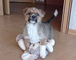 Собаки в Москве: Щенок Тедди в добрые руки даром Мальчик, 100 руб. - фото 8