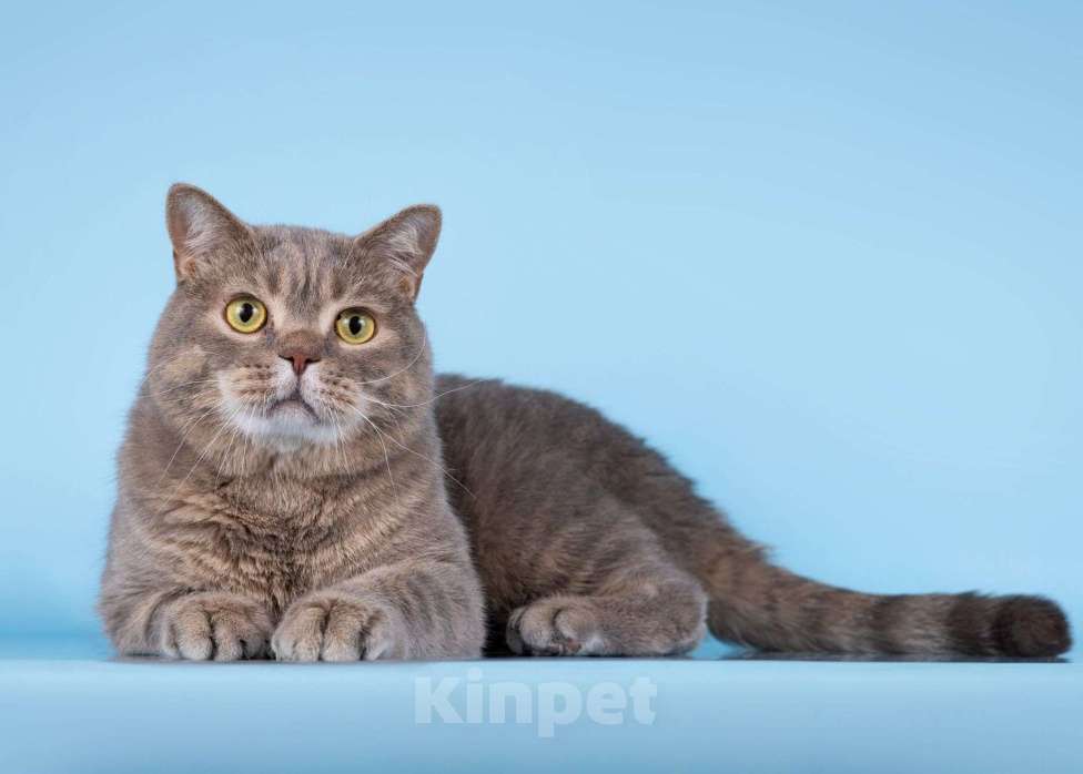 Кошки в Москве: Нежный ласковый котик Митенька в добрые руки Мальчик, Бесплатно - фото 4