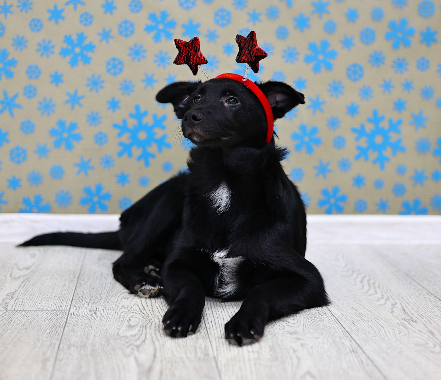 Собаки в Москве: Щенки бесплатно в Москве Девочка, Бесплатно - фото 6