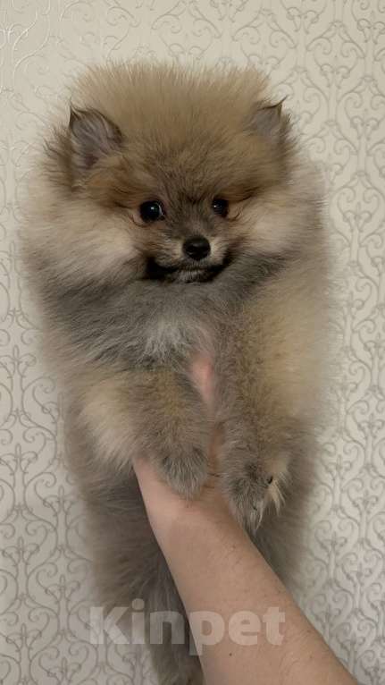 Собаки в Калининграде: Померанский шпиц  Мальчик, 28 000 руб. - фото 2
