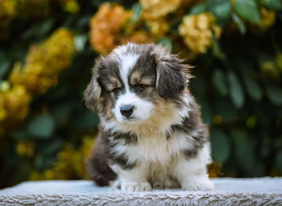 Собаки в Новосибирске: Вельш Корги Пемброк Джон Сильвер (Флаффи) Мальчик, 55 000 руб. - фото 5