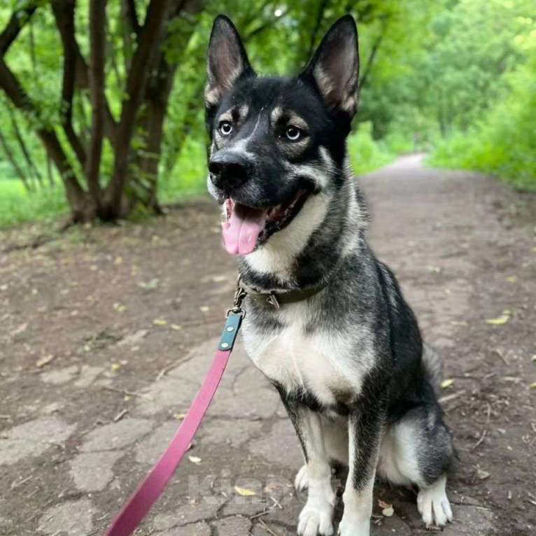 Собаки в Москве: Джуну выкинули к остановке Девочка, Бесплатно - фото 2