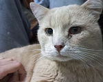 Кошки в Егорьевске: Потерялся кот Мальчик, 3 000 руб. - фото 4