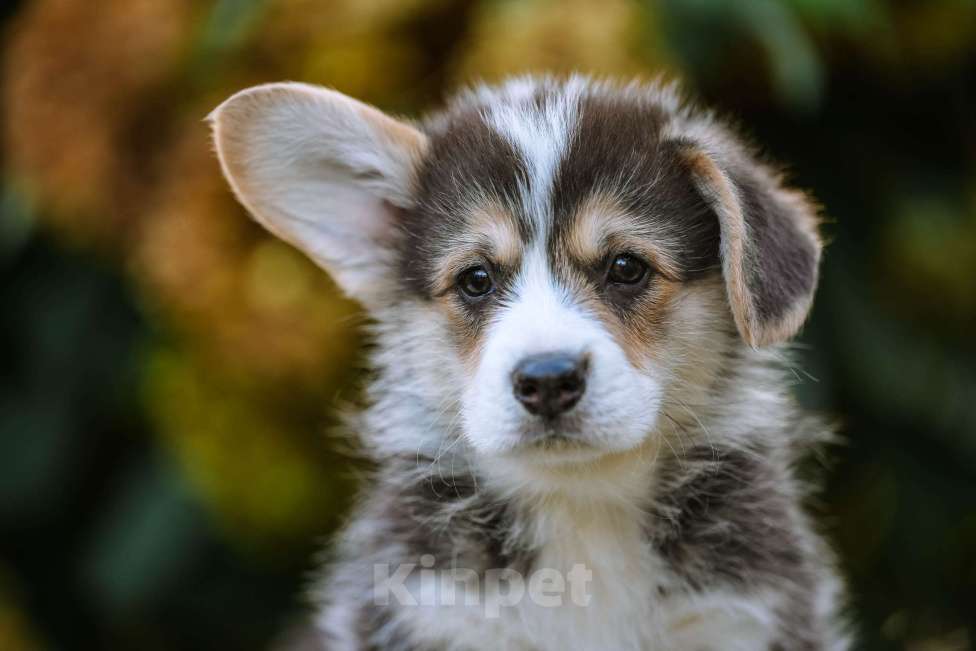 Собаки в Новосибирске: Вельш Корги Пемброк Джек Воробей Мальчик, 65 000 руб. - фото 1