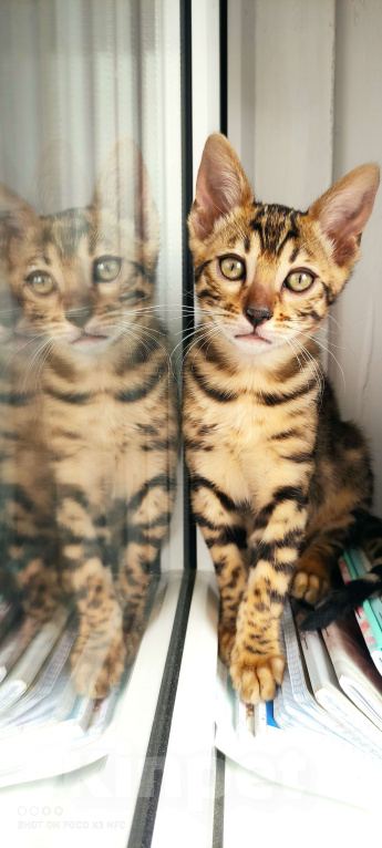 Кошки в Химках: Бенгальский котенок кошка  Девочка, 35 000 руб. - фото 2