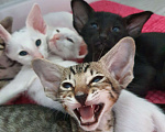 Кошки в Москве: Ориентальные котята Мальчик, 30 000 руб. - фото 4