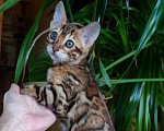 Кошки в Симферополе: Бенгальская девочка  Девочка, 60 000 руб. - фото 1