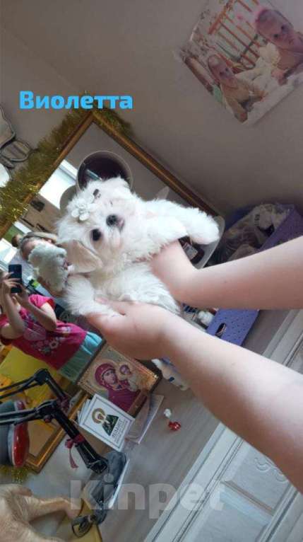 Собаки в Липецке: мальтезе Мальчик, Бесплатно - фото 8