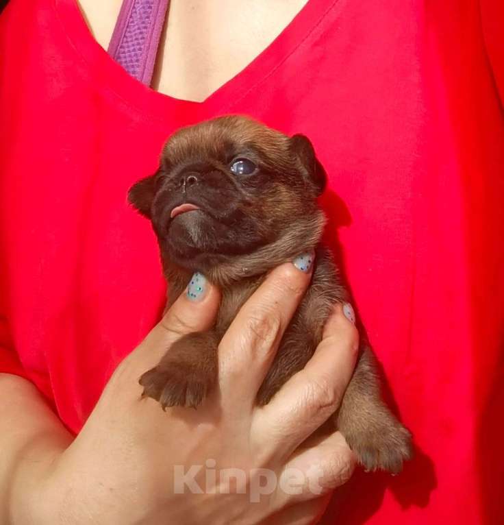 Собаки в Москве: Рыжик мальчик брабик Мальчик, 35 000 руб. - фото 1