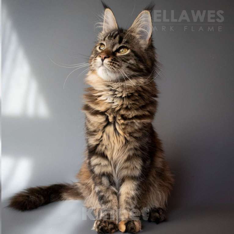 Кошки в других городах Воронежской области: Helavis Dark Flame Девочка, Бесплатно - фото 1