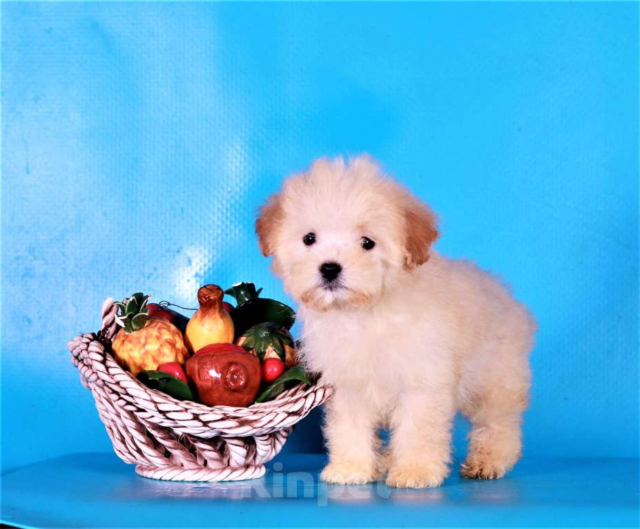 Собаки в Москве: мальтипу Ф1 щенки Мальчик, 80 000 руб. - фото 8