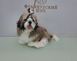 Собаки в других городах Московской области: Мальчик ши-тцу Арчи (Archibald Lion Heart ) Мальчик, 65 000 руб. - фото 2