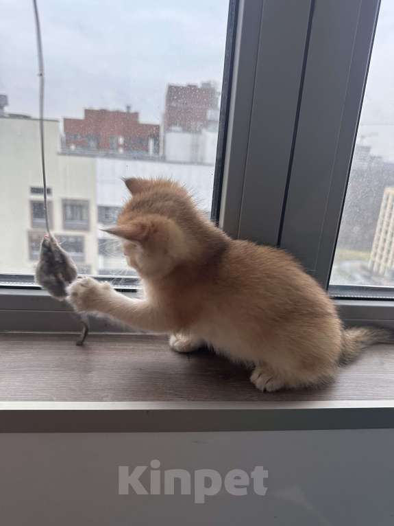 Кошки в других городах Московской области: Котенок золотая британская шиншилла ny 12, ny 11, ny 25 Мальчик, 50 000 руб. - фото 2