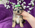 Собаки в Москве: Голубоглазый йорк мальчик мраморный Мальчик, 120 000 руб. - фото 2