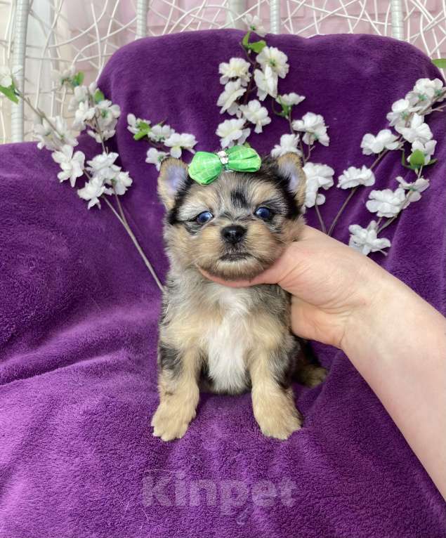 Собаки в Москве: Голубоглазый йорк мальчик мраморный Мальчик, 120 000 руб. - фото 2