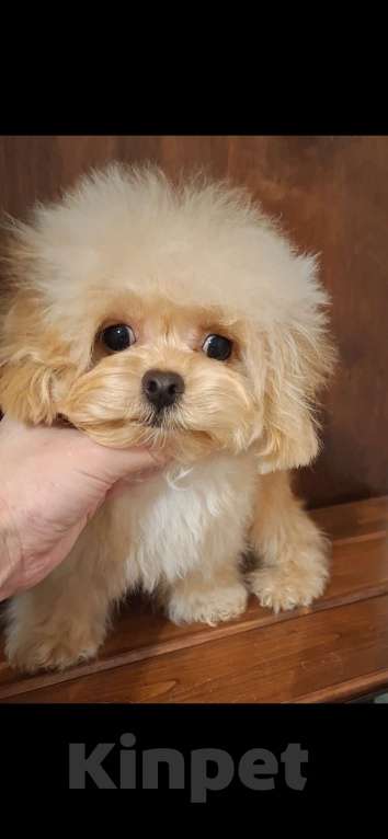 Собаки в Москве: Мальтипу ф1 микро девочка  Девочка, Бесплатно - фото 2