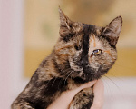 Кошки в Москве: Котенок в добрые руки Девочка, Бесплатно - фото 3