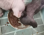 Кошки в Самаре: Котик эльф готов к самостоятельной жизни, ест сухой корм, лоток без проблем, содержание свободное.  Мальчик, 20 000 руб. - фото 4