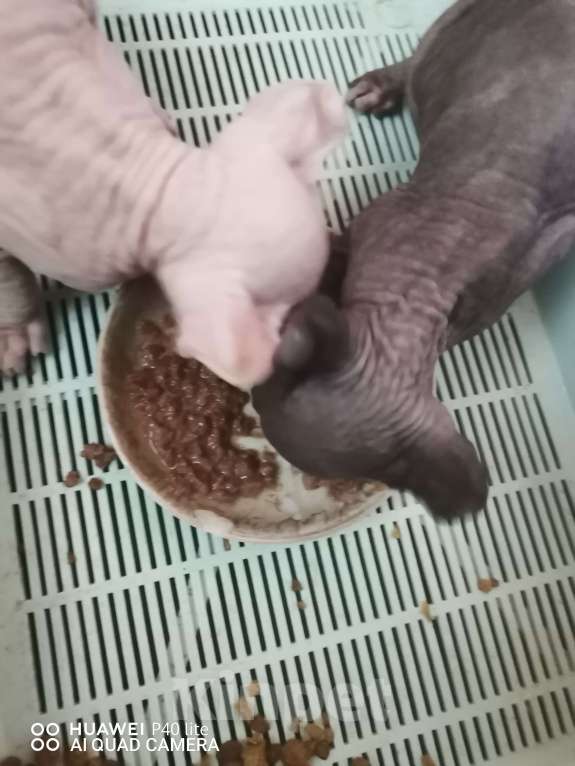 Кошки в Самаре: Котик эльф готов к самостоятельной жизни, ест сухой корм, лоток без проблем, содержание свободное.  Мальчик, 20 000 руб. - фото 4