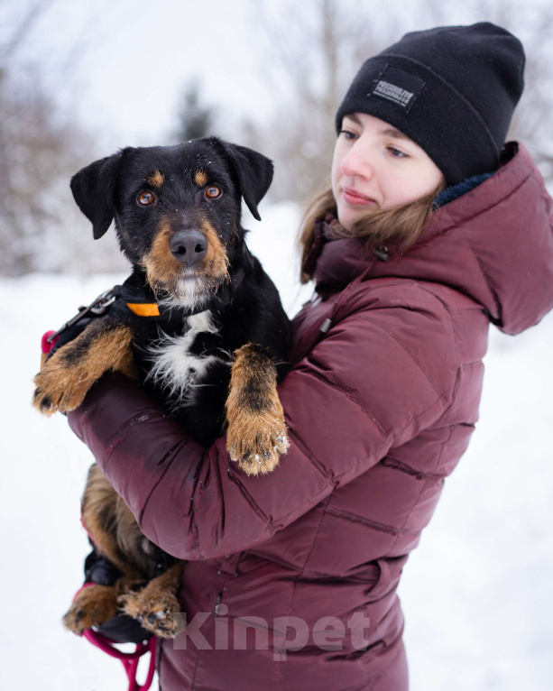 Собаки в Москве: Ярик- небольшой активный пёс в добрые руки! Мальчик, Бесплатно - фото 1