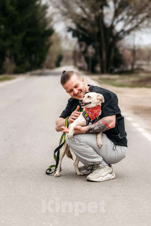 Собаки в Москве: Миниатюрная белая собачка Асти в дар Девочка, 1 руб. - фото 4