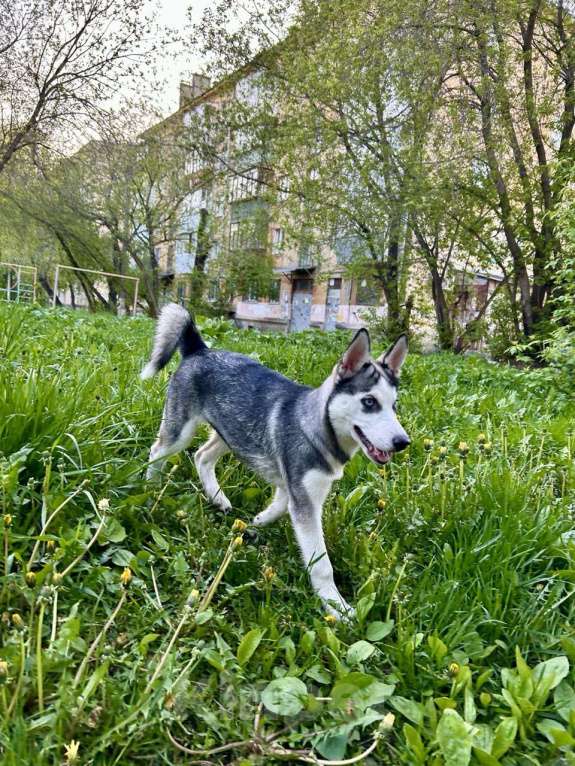 Собаки в Екатеринбурге: Щенок хаски Девочка, 8 000 руб. - фото 4