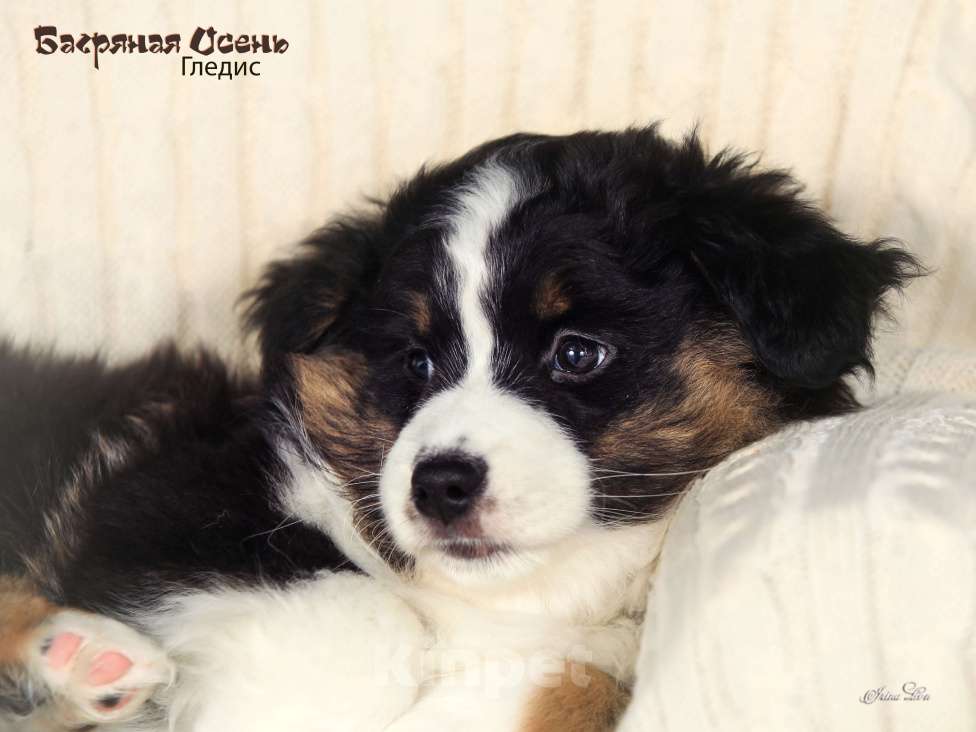 Собаки в других городах Московской области: Продается девочка миниаусси Девочка, 60 000 руб. - фото 5