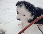 Собаки в Кемерово: Щенки крупнопародных собак Девочка, 100 руб. - фото 5