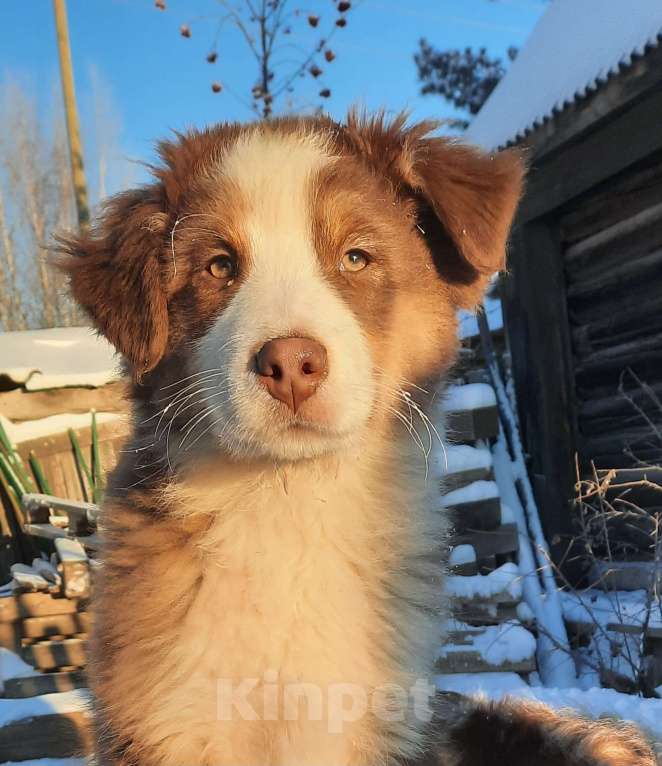 Собаки в Краснотурьинске: Девочка австралийской овчарки окраса красный триколор, др 29.08.25. Девочка, 60 000 руб. - фото 5