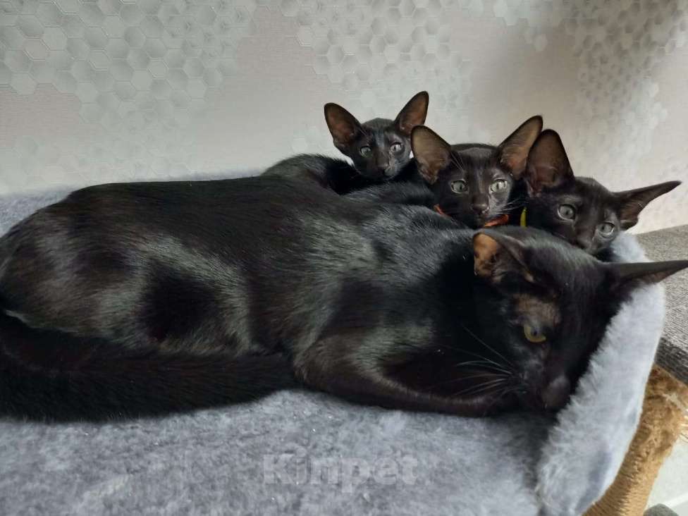 Кошки в Москве: Ориентальный 7-летний кот(тип классика - не экстремал) ищет невесту Мальчик, Бесплатно - фото 8